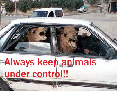 driving lessons nottingham animals